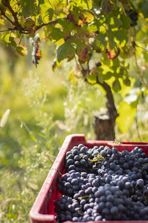 Barbera grapes used to make the Barbera d'Asti Sanbastian, at Dacapo vineyards and available from Wine at Home