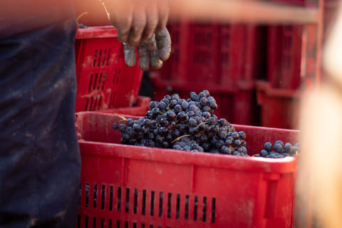 Barolo DOCG Vigneti in Barolo 2018, Dacapo