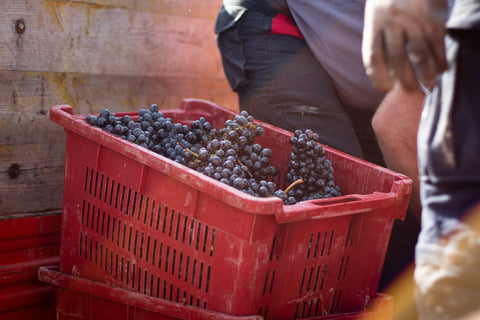 Barolo DOCG Vigneti in Barolo 2018, Dacapo