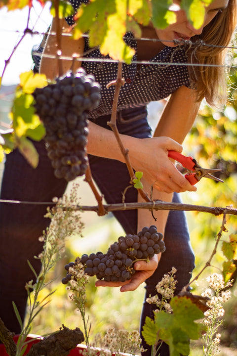 Barolo DOCG Vigneti in Barolo 2018, Dacapo