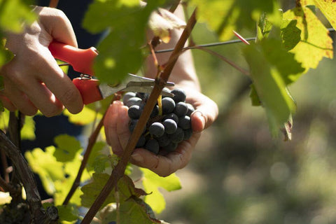 Barbera grapes are hand harvested at Dacapo.