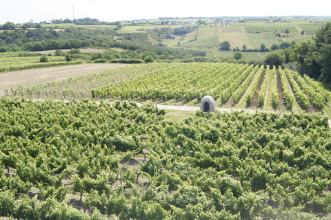 Anjou Gamay AOC 2022, Domaine des Barres