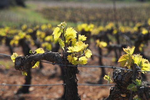 Cépage Muscat  Sec Terres Blanches 2019 - Wine at Home