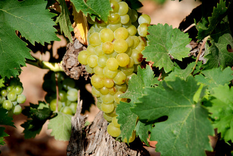 Muscat de Frontignan AOC, Chateau de Peyssonnie (Half bottle)