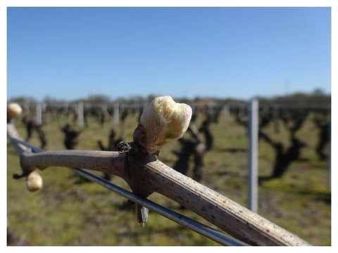 Muscadet Sèvres et Maine sur Lie Vieilles Vignes 2017 - Wine at Home