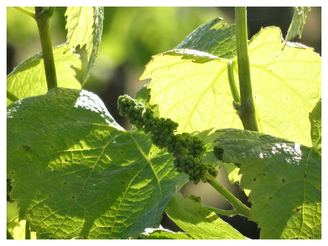 Methode Traditionnelle Cuvée Signée Rosé Domaine R de la Grange