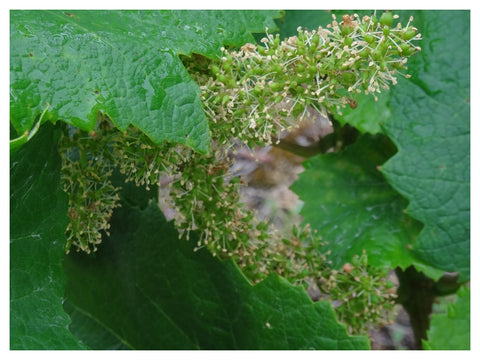 Methode Traditionnelle Cuvée Signée Rosé Domaine R de la Grange