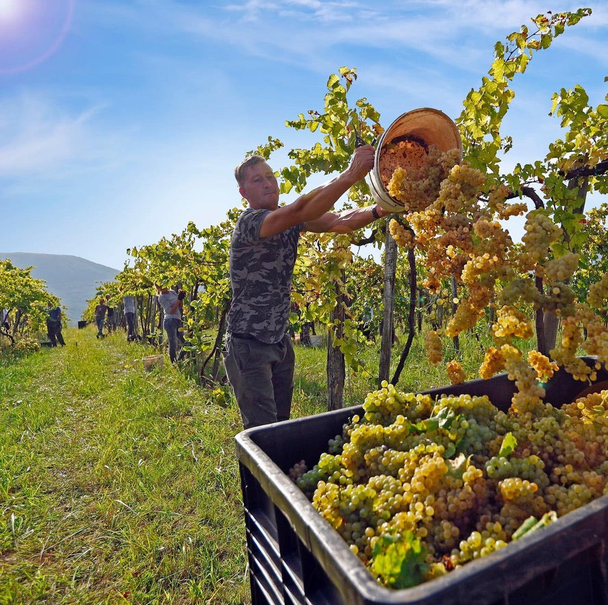 Pinot Grigio single vineyard 2024, Hilltop