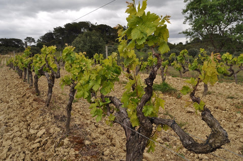 Encosta do Vale Galego Colheita Tinto 2020 Adega M. Cordeiro