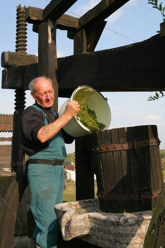 Pinot Grigio Single Vineyard 2019 Hilltop - Wine at Home