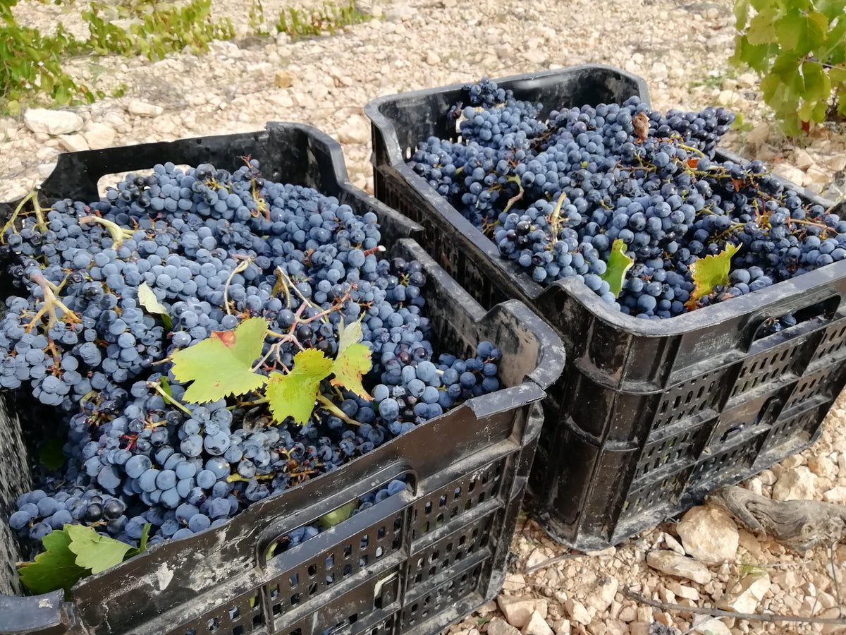 Monastrel Talento DO Jumilla 2017 Ego Bodegas - Wine at Home