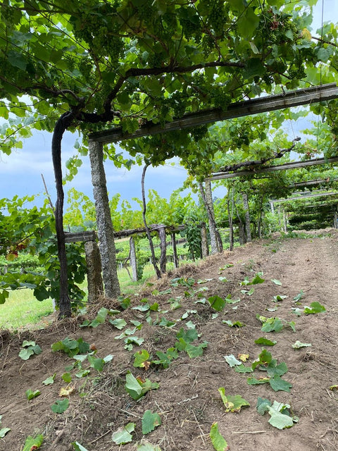 de DO at Rias Val Home Silfide 2022, Albariño Castro Wine Salnes – do Baixas Tomada