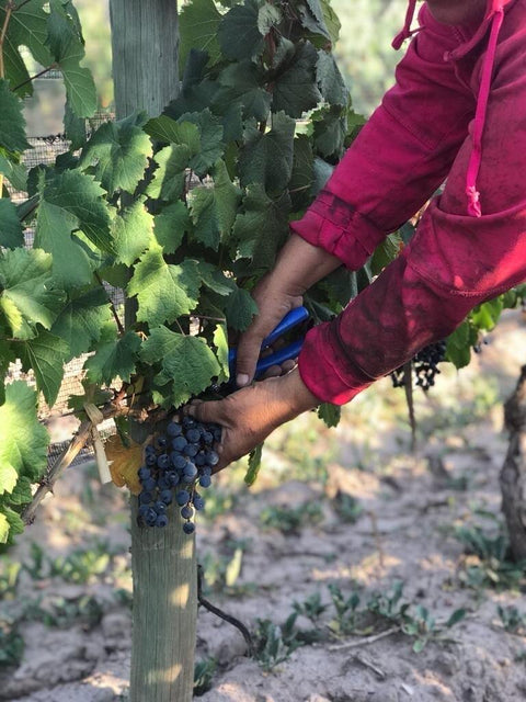 Fabre Montmayou Cabernet Franc Reservado Pruning the vines
