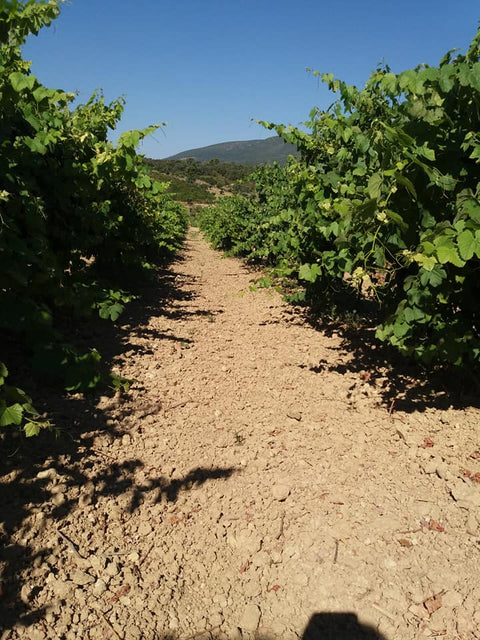 Encosta do Vale Galego Colheita Tinto 2020 Adega M. Cordeiro