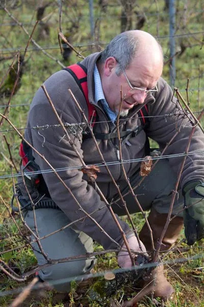 Working on the vines in Burgundy