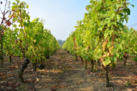 Sauvignon Blanc IGP Val de Loire L’explosif du Fresne 2022, Domaine du Fresne