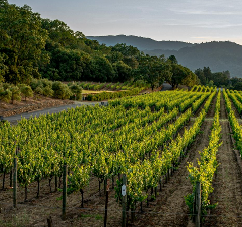 Cotes du Rhone Blanc AOC 2019, Domaine Gigondan - Wine at Home