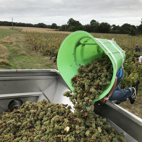 Muscadet Sèvres et Maine sur Lie Vieilles Vignes 2017 - Wine at Home