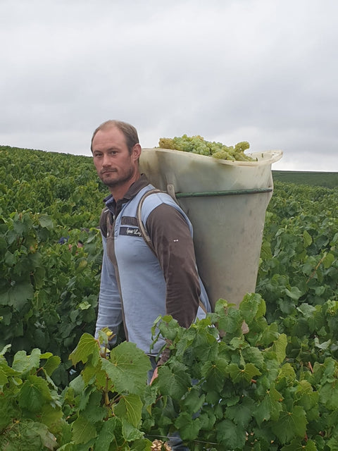 Petit Chablis AOC 2022, Jean-Pierre & Alexandre Ellevin