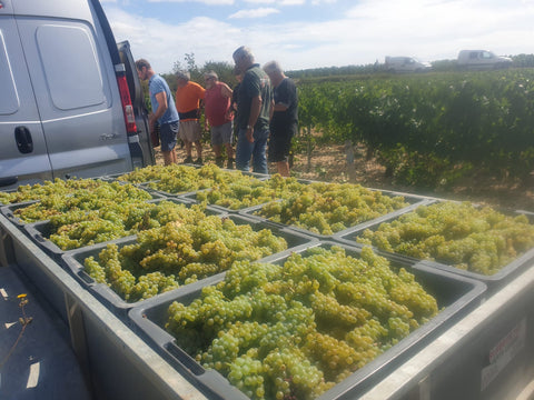 Petit Chablis AOC 2022, Jean-Pierre & Alexandre Ellevin