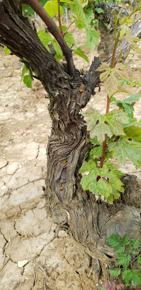 Chablis AOC 2022, Jean-Pierre et Alexandre Ellevin