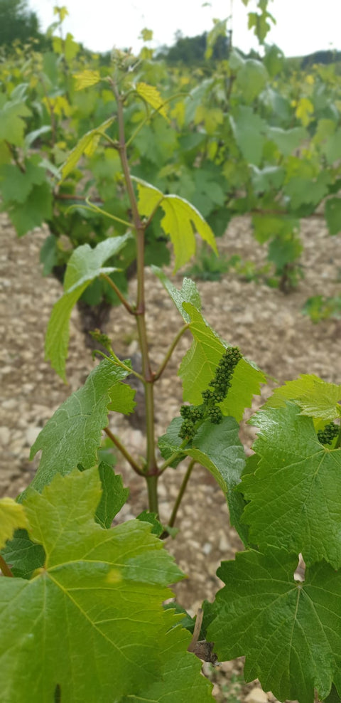 Chablis AOC 2022, Jean-Pierre et Alexandre Ellevin