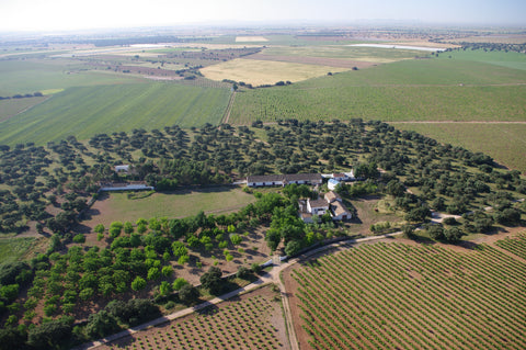 Tempranillo La Mancha DOP Isla Oro 2019, Bodegas Isla