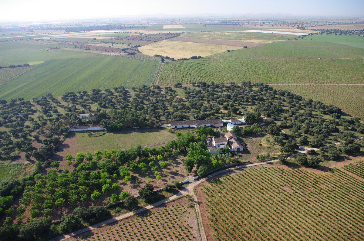 Tempranillo Haza del Palo DO La Mancha 2024, Bodegas Isla
