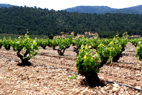 El Pinar de Villena Tinto, Bodega Las Virtudes