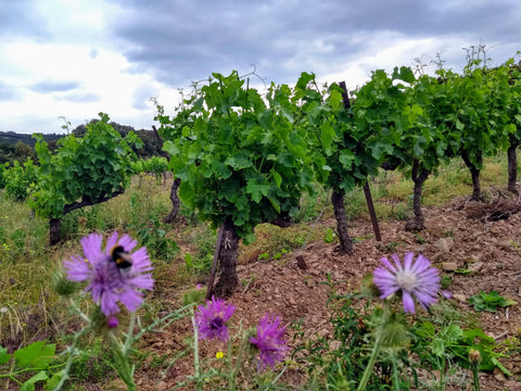 Saint Chinian AOP 2017 Cuvée Las Borios - Wine at Home