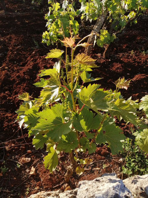 Gratia Plena Puglia Bianco IGT 2021, Cantine Ionis