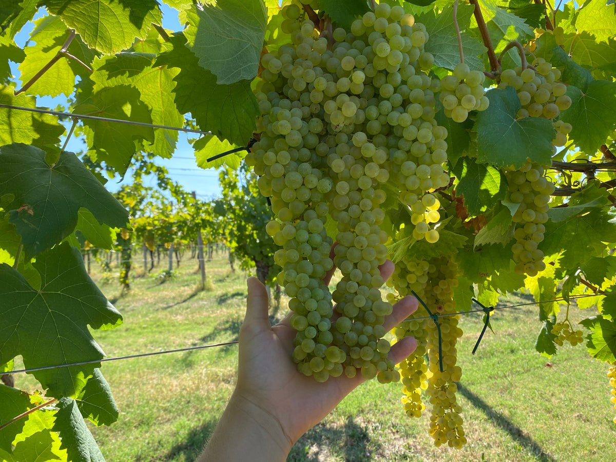 Trebbiano Rubicone IGP 2025, Dalfiume Nobilvini