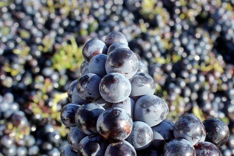 El Pinar de Villena Tinto, Bodega Las Virtudes