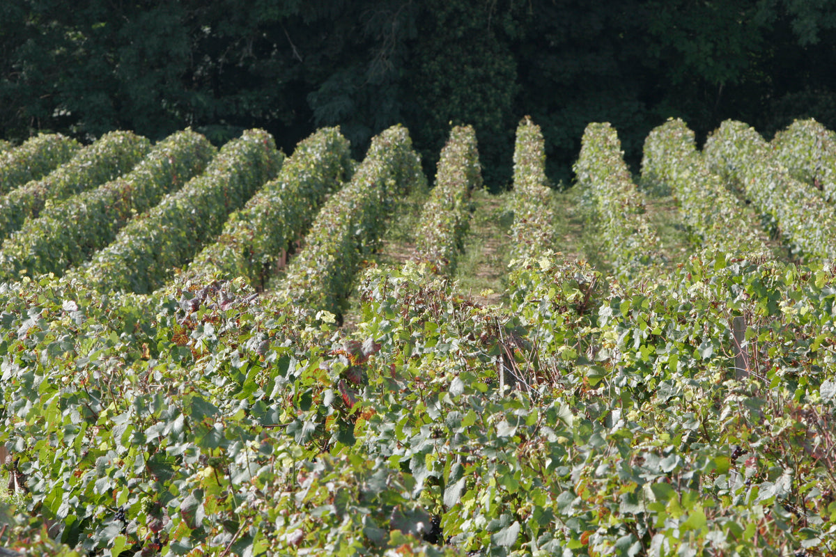 Roncier Rosé VdF NV, Louis Tramier & Fils
