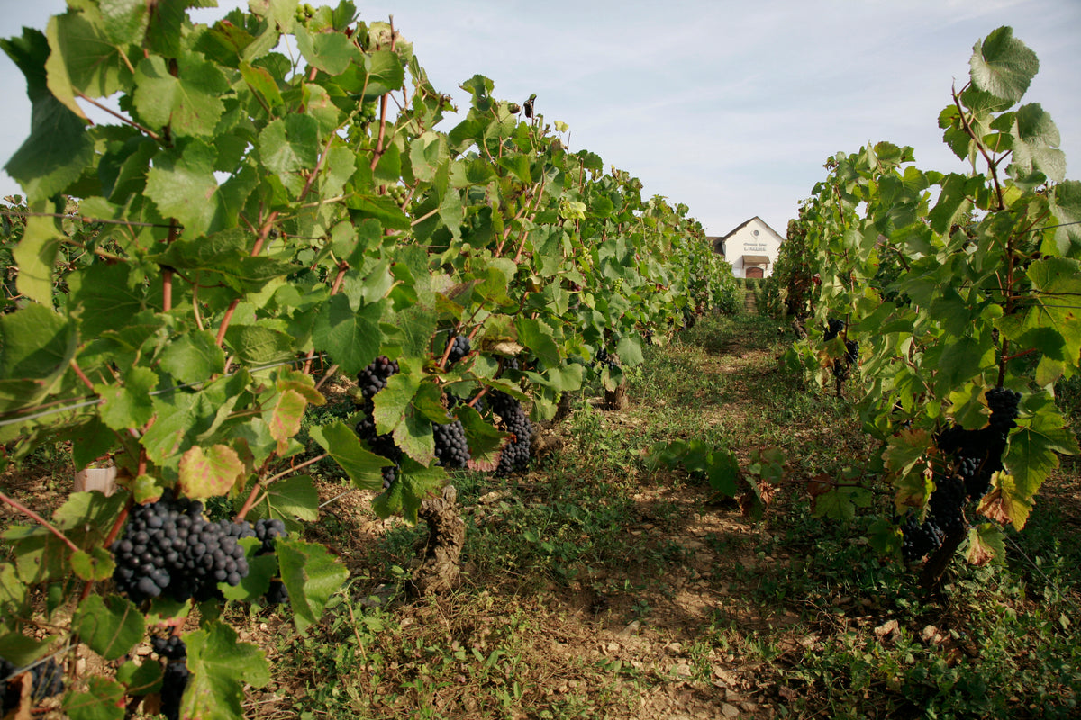 Roncier Rosé VdF NV, Louis Tramier & Fils