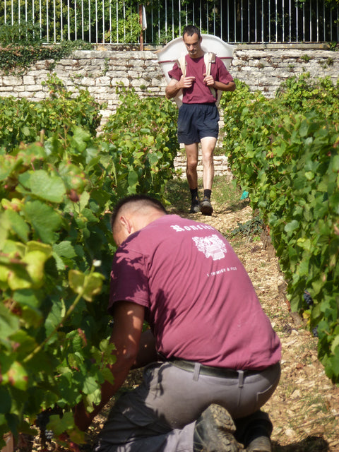 Saint Laurand Collection Privée VdF 2021 Rosé, Les Celliers de Corneille