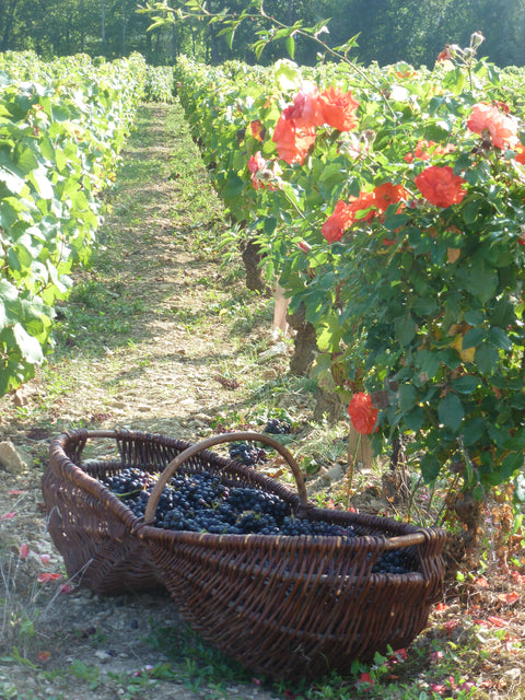 Saint Laurand Collection Privée VdF 2021 Rosé, Les Celliers de Corneille