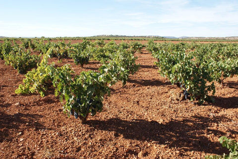 Verdejo Vegaval Plata DO Valdepeñas 2019 - Wine at Home