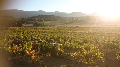 Grenache VdP du Comté de Grignan 2021, Domaine Bois Vieux