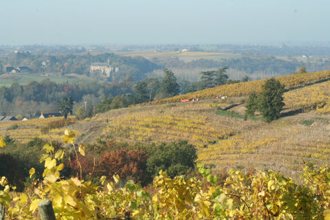 Anjou Gamay AOC 2022, Domaine des Barres