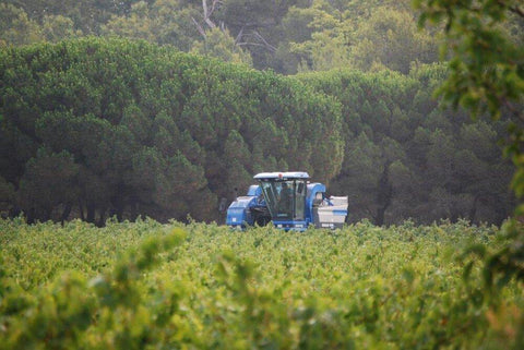 Terre de Garrigue Blanc Vin de Pays de l'Hérault 2019, Tour des Pins - Wine at Home