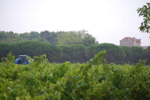 Terre de Garrigue Blanc Vin de Pays de l'Hérault 2019, Tour des Pins - Wine at Home