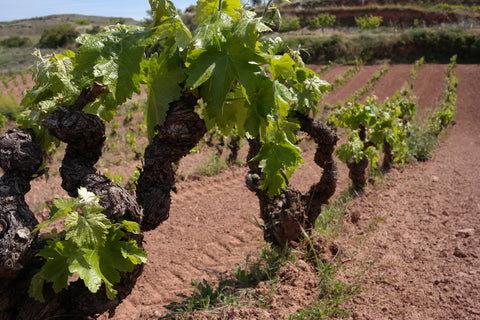 Rioja DOC Red 2022, Don Sancho de Londono