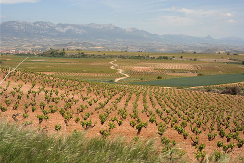 Rioja DOC Red 2022, Don Sancho de Londono