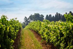 Saint Laurand VdP Rose 2018 Les Celliers de Corneille - Wine at Home