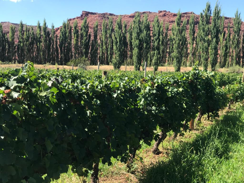 Torrontes 2023, Fabre Montmayou
