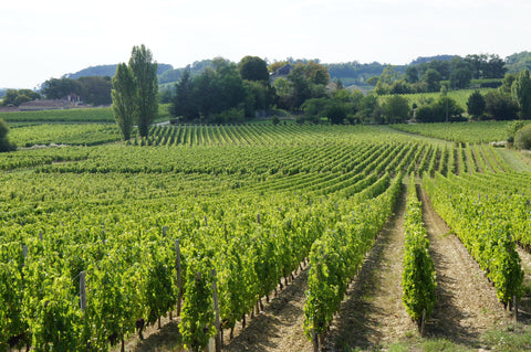Magnificent vineyard at Chateau Brehat Haut Rocher - Wine at Home