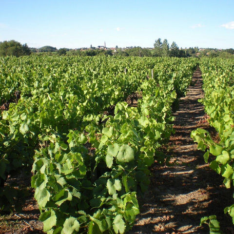 Methode Traditionnelle AOC Cuvee Signée Domaine R de la Grange - Wine at Home