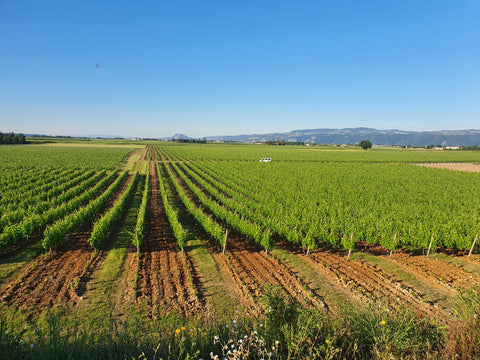 Crozes-Hermitage AOC Blanc 2020, Domaine des Combat