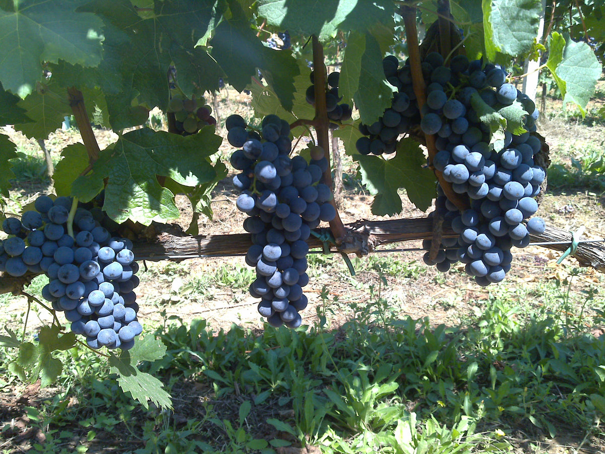Grappa Moscato Gran Cuvee Villa Isa affinita in Barrique, Dellavalle